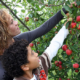 Family picking fruit at Garwood Orchards