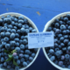 Stateline Blueberries